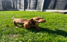 Miniature Dachshund dogs for sale: Miniature Dachshund Boys and Girls - Image 34