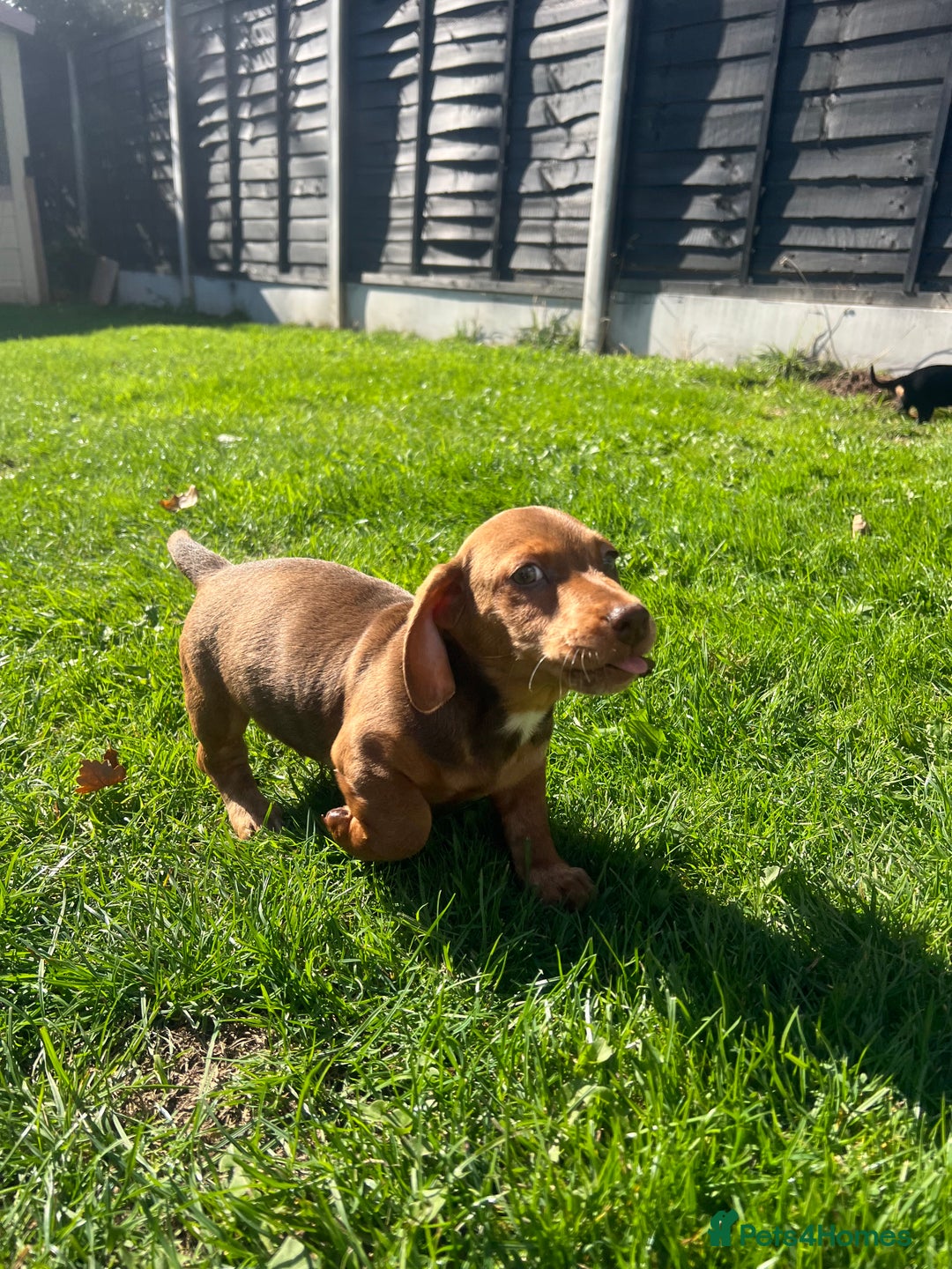 Miniature Dachshund dogs for sale: Miniature Dachshund Boys and Girls - Image 34
