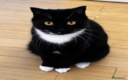 British Shorthair cats for sale: British shorthair cross brother and sister - Image 2