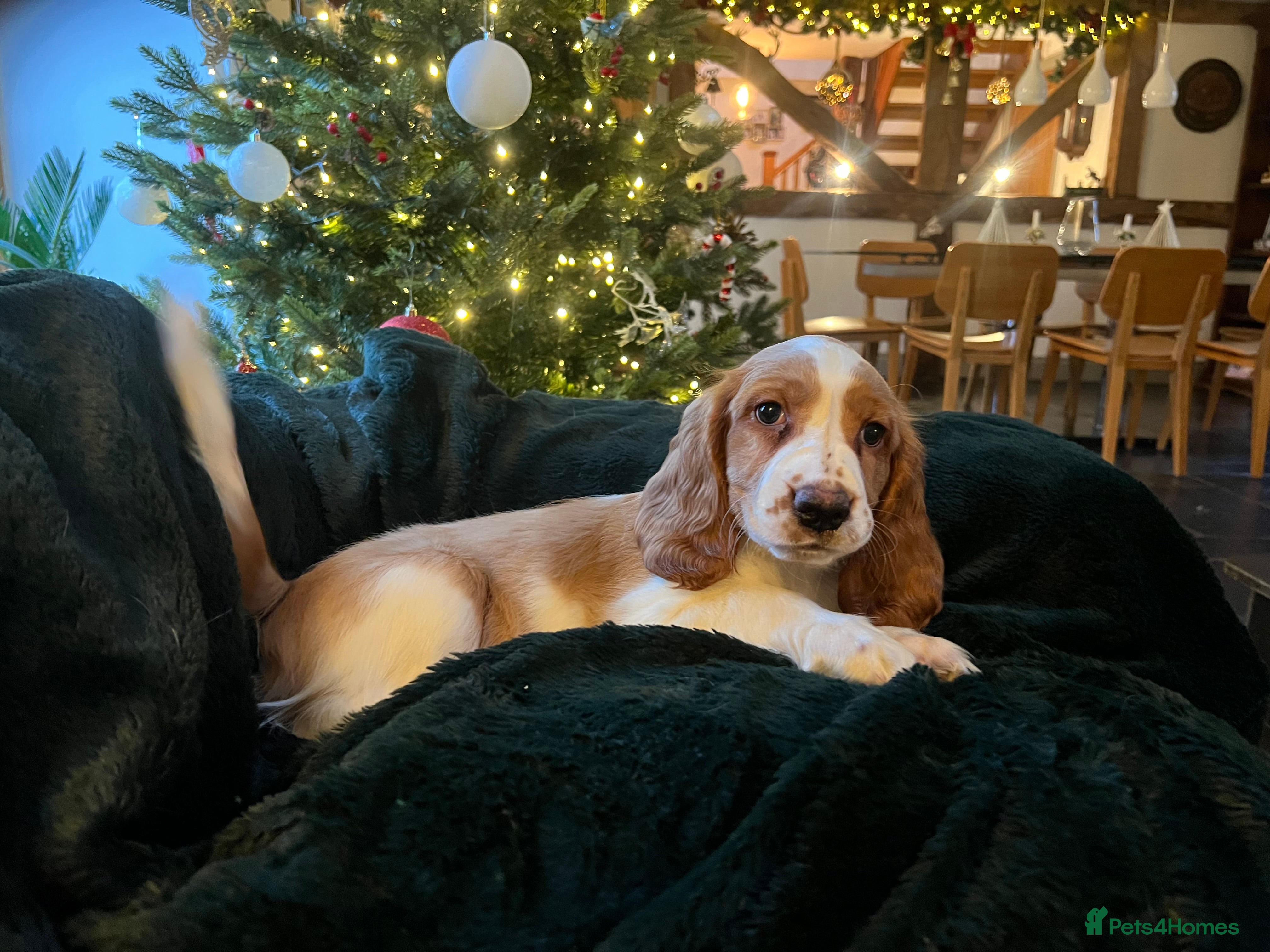 Welsh Springer Spaniel dogs 1 Girl remaining Fully Health Tested Parents  - Advert 1