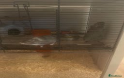 Gerbil rodents for sale: Two female gerbils - Image 2