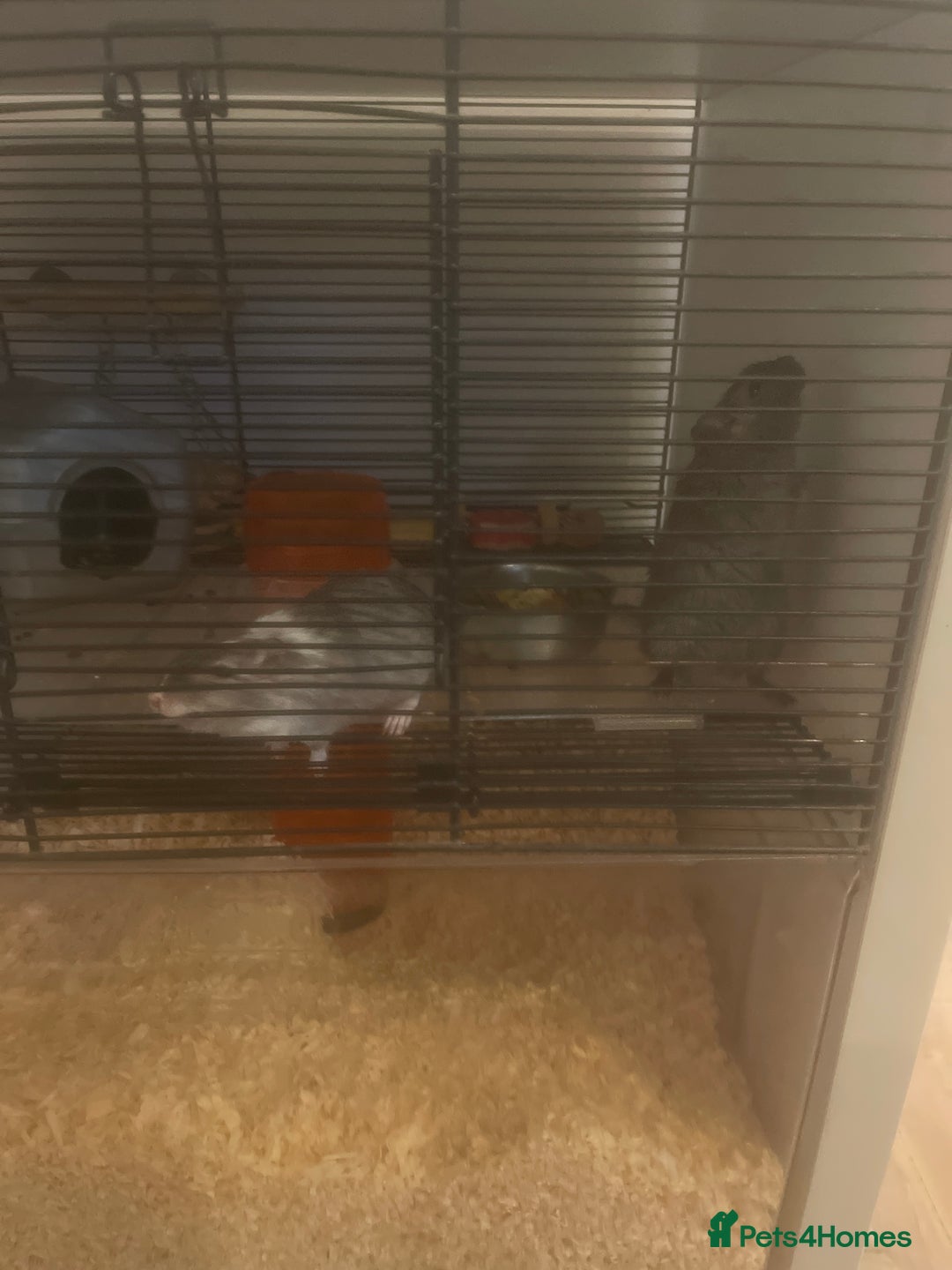 Gerbil rodents for sale: Two female gerbils - Image 2