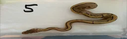 Python Snake reptiles for sale: Collection of Royals  - Advert 17