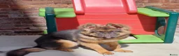 German Shepherd dogs for sale: Beautiful Blue&Tan kc pup - Advert 3