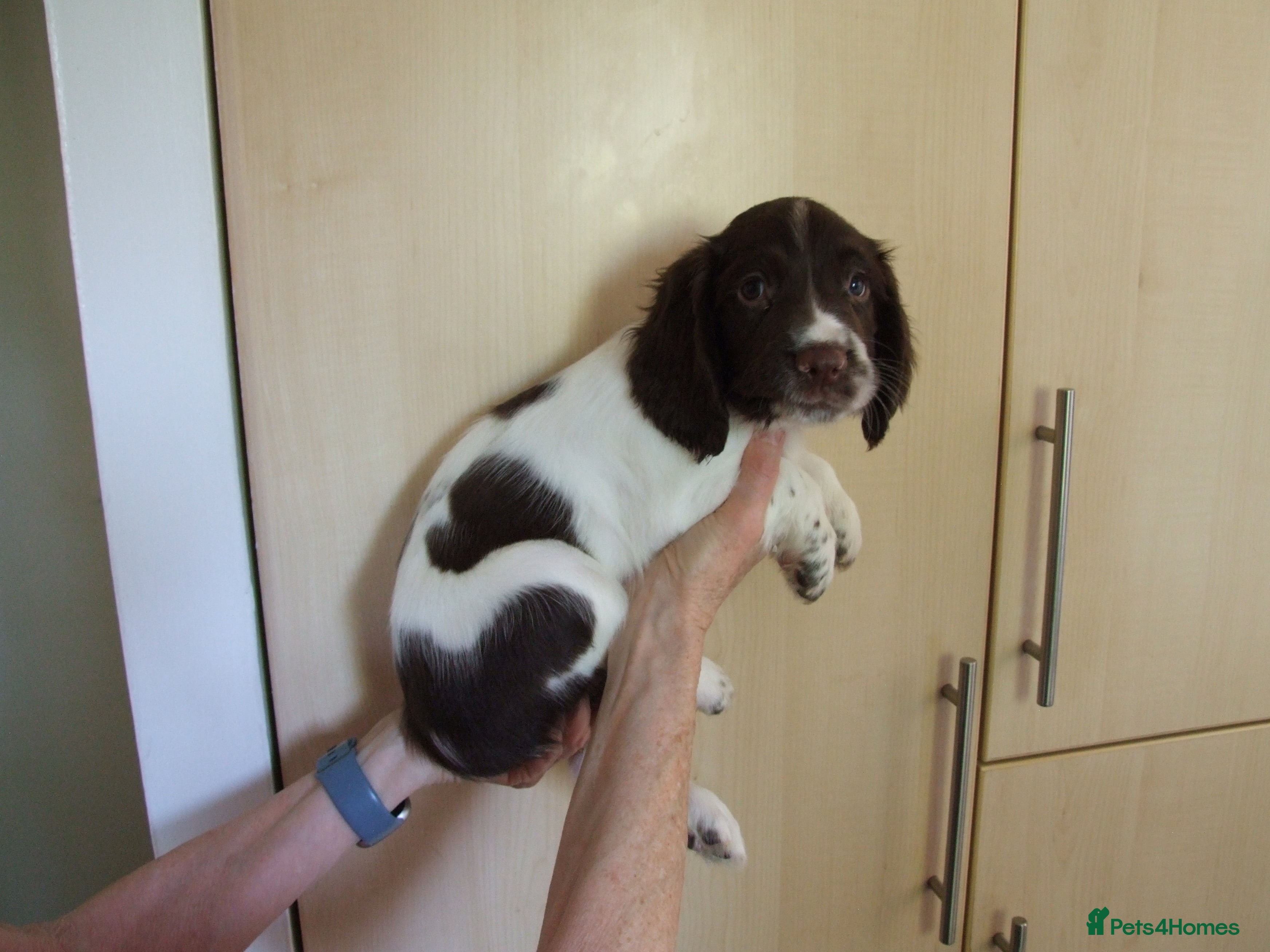 English Springer Spaniel dogs A Lovely Litter of English Springer Spaniels - Advert 2