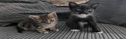 Mixed Breed cats for sale: Kitten  - Advert 9