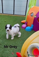 Sheepadoodle dogs - Advert 3