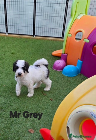 Sheepadoodle dogs Gorgeous Sheepadoodle litter - Advert 1