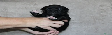 KC Black Staffy Girl – Yellow Collar | Champion Bloodline