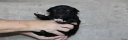 Staffordshire Bull Terrier dogs for sale: KC Staffords | Blue & Black | Champion Bloodlines - Advert 36