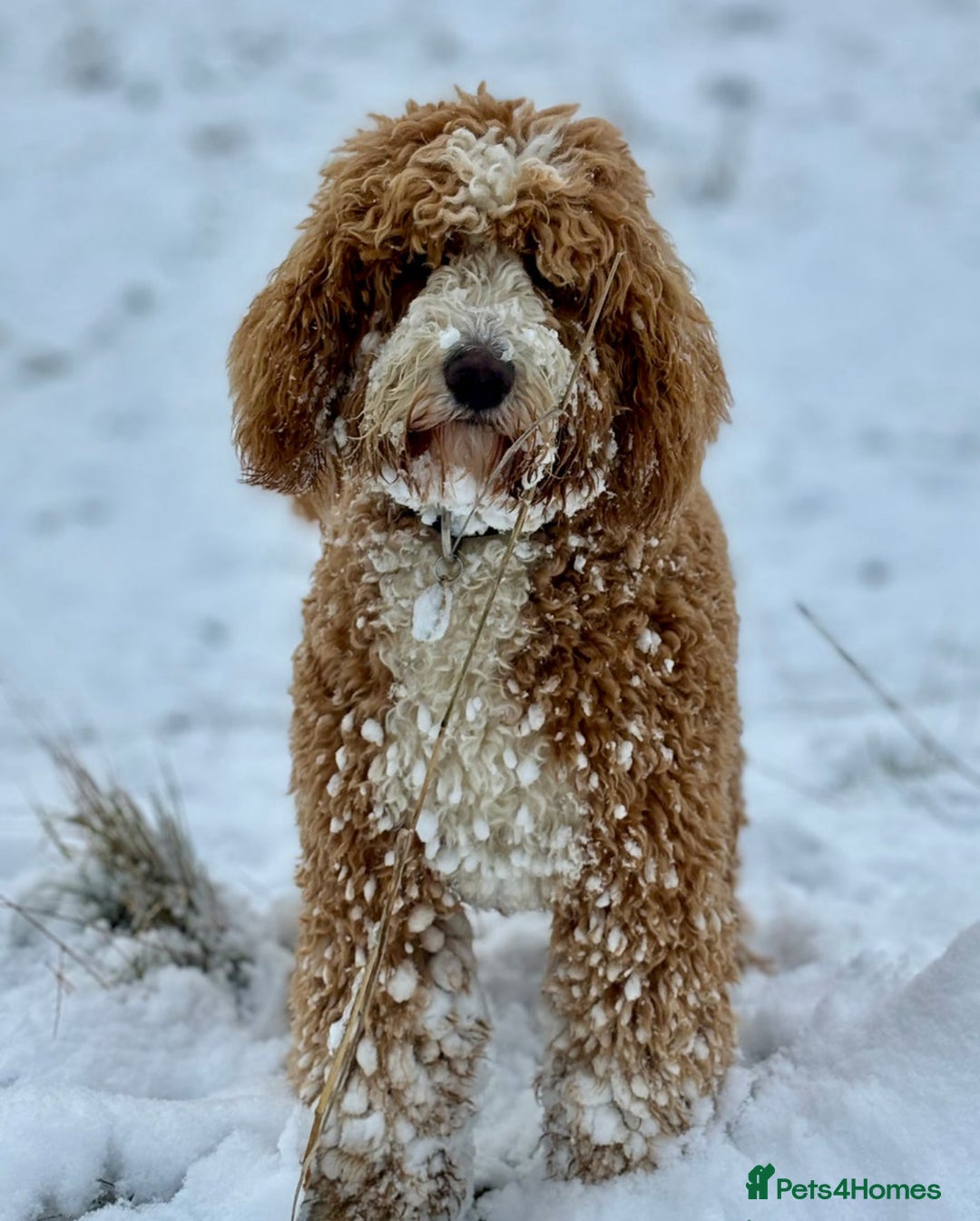 Irish Doodle dogs for sale: Mini Irish Doodle x Australian Labradoodle  - Advert 10