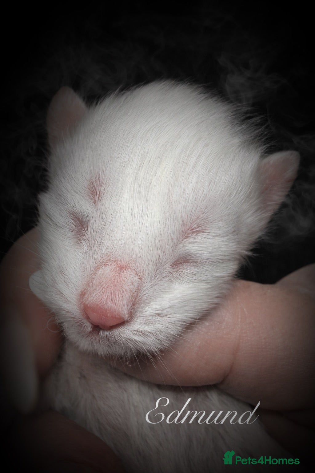 Maine Coon cats Anderpride kittens have arrived 📣.  - Advert 2