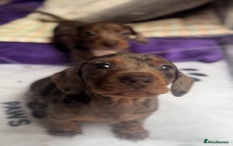Miniature Dachshund dogs for sale: One Dapple Boy Remains  - Image 8