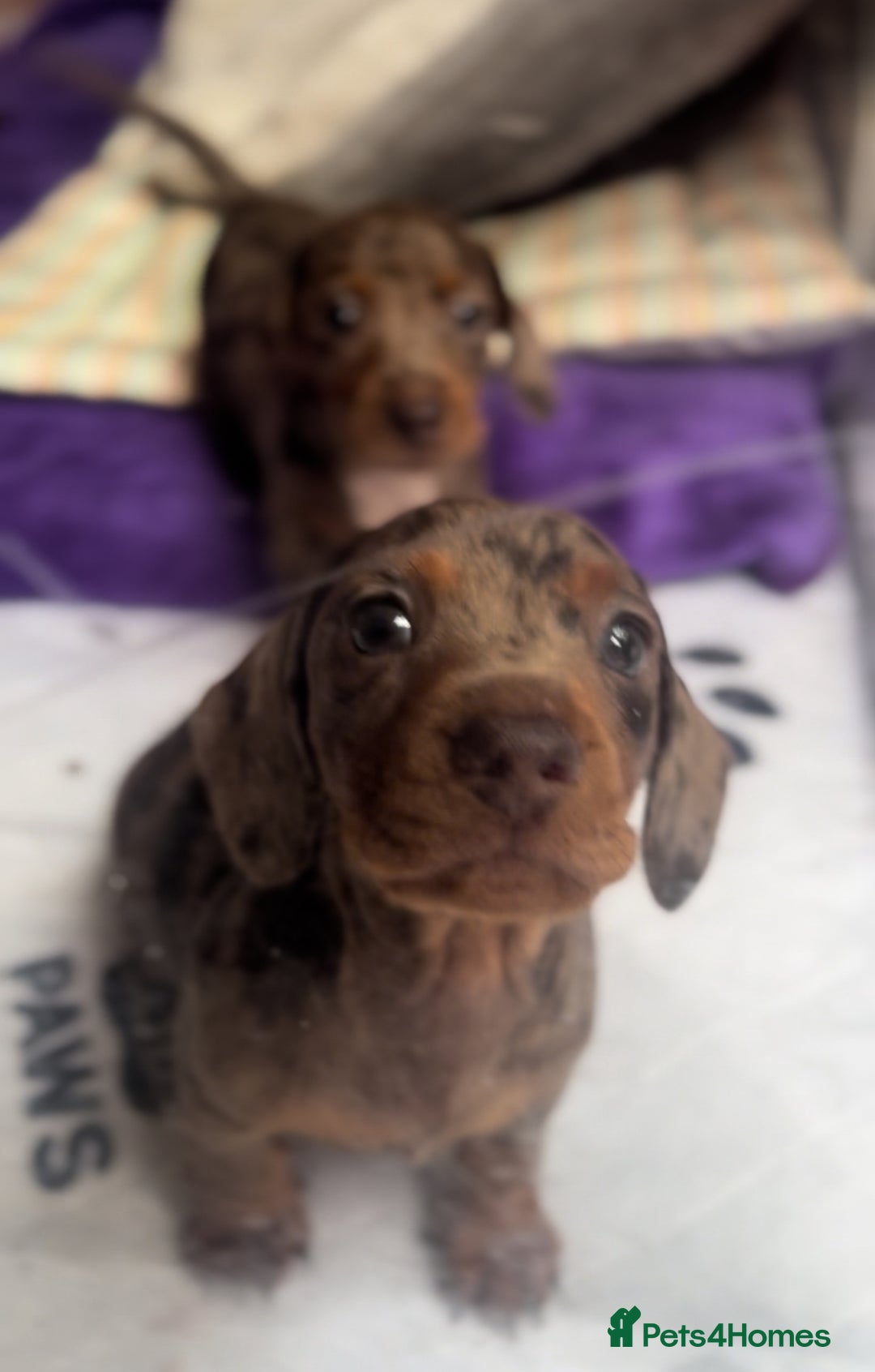 Miniature Dachshund dogs for sale: One Dapple Boy Remains  - Image 8