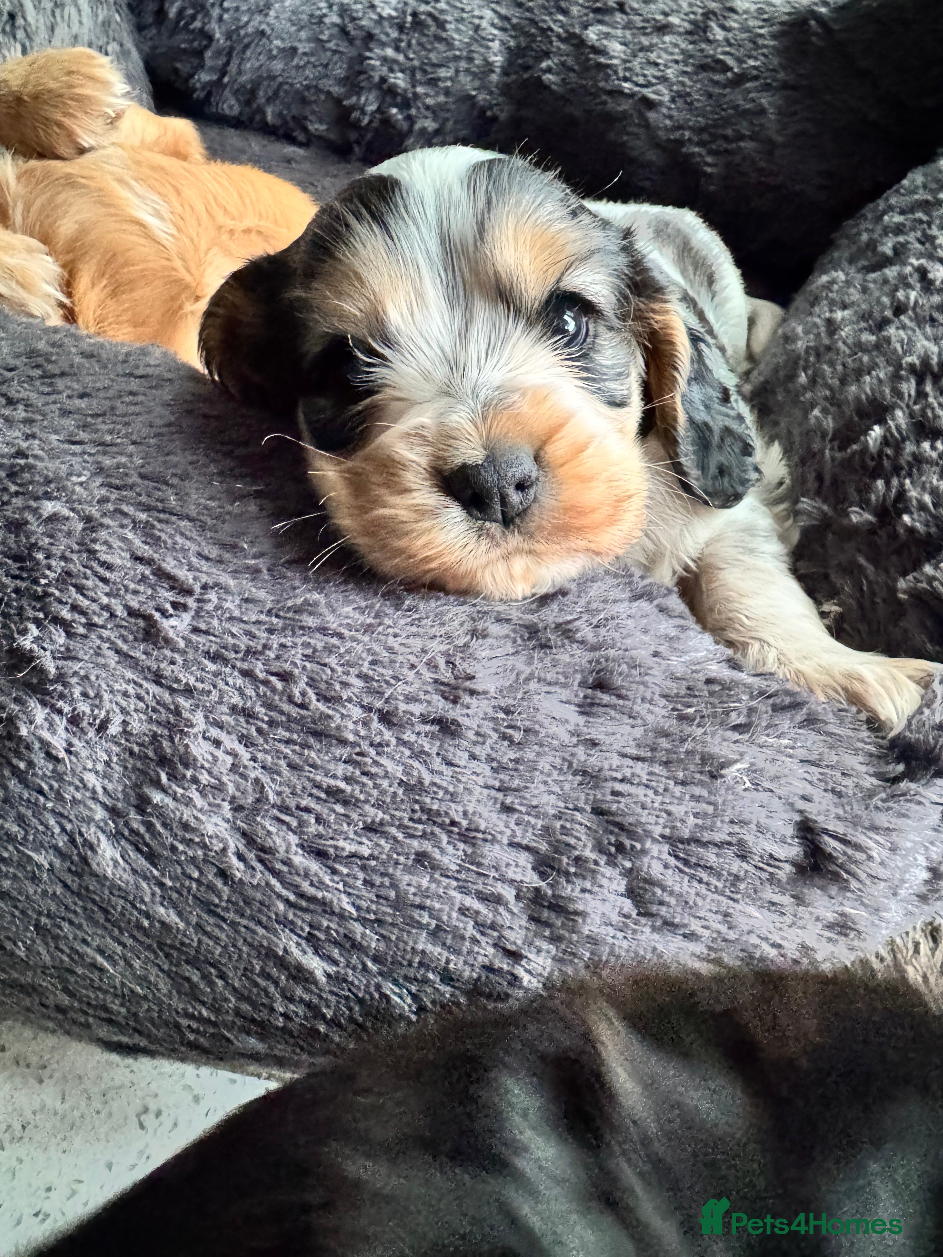 Mixed Breed dogs Cocker spaniel puppies - Advert 1