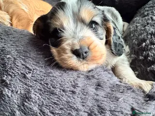 Mixed Breed dogs Cocker spaniel puppies - Advert 1