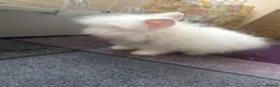 Lionhead rabbits for sale: Bambi baby lion mane head  in Kendal - Advert 2