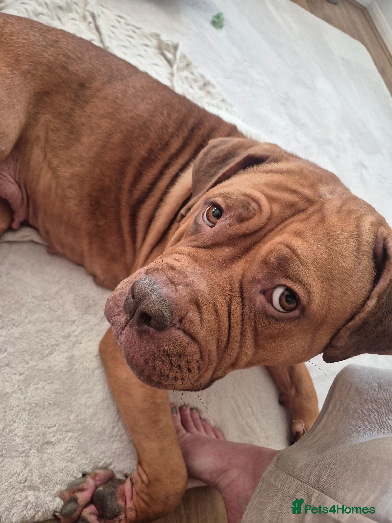 Dogue De Bordeaux dogs Rosie - Advert 8