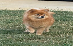 Pomeranian dogs for sale: 🐾 Last 2 Pomeranian Puppies Available! 🐾  - Image 16
