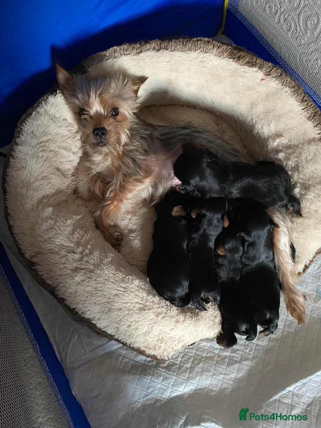 Yorkshire Terrier dogs for sale: Yorkshire Terrier Puppies  - Advert 2