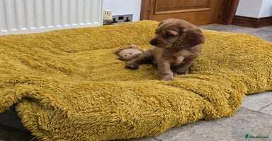 Cocker Spaniel dogs ✨ONLY ONE PUPPY LEFT- READY FOR HER FOREVER HOME!✨ - Advert 10