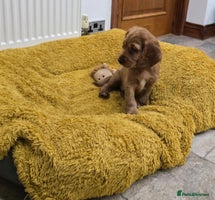 Cocker Spaniel dogs ✨ONLY ONE PUPPY LEFT- READY FOR HER FOREVER HOME!✨ - Advert 10