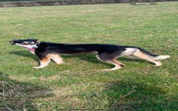 Mixed Breed dogs for sale: Saluki whippet greyhounds  - Image 19
