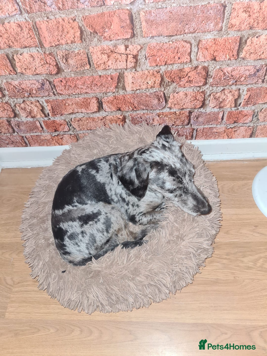 Doxiepoo dogs for stud: ​ PROVEN Silver Dapple Doxipoo Available for Stud  - Advert 4