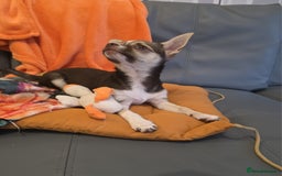 Chihuahua dogs for sale: Looking For Loving Family 🔥❤️ in Basildon - Image 7
