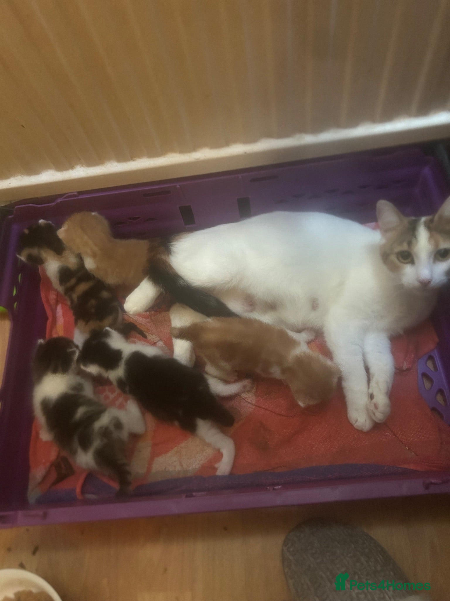 Mixed Breed cats 5 beautiful kittens  - Advert 1