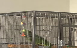 Parrots birds for sale: Amazon amazing bird  - Image 1