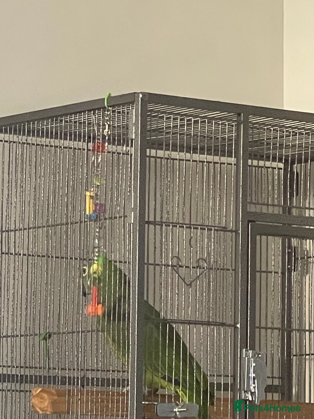Parrots birds for sale: Amazon amazing bird  - Image 1