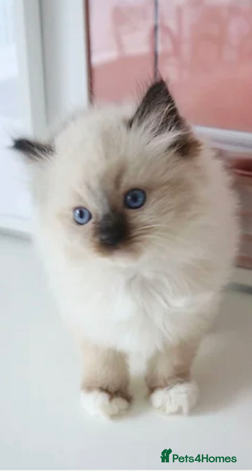 Ragdoll cats INDOOR GCCF REGISTERED RAGDOLL FEMALE KITTEN - Advert 1