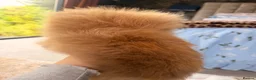 Pomeranian dogs for sale: Stunning chocolate and Tan Male Pomeranian  - Advert 6