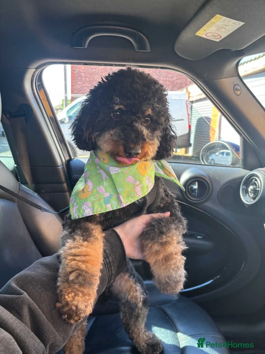 Cockapoo dogs for sale: 2 year old cockapoo in Manchester - Advert 2