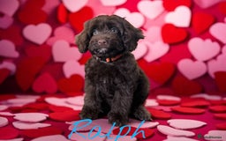 Cockapoo dogs for sale: ⭐️READY NOW⭐️Stunning DNA clear C f1 choc  - Image 10