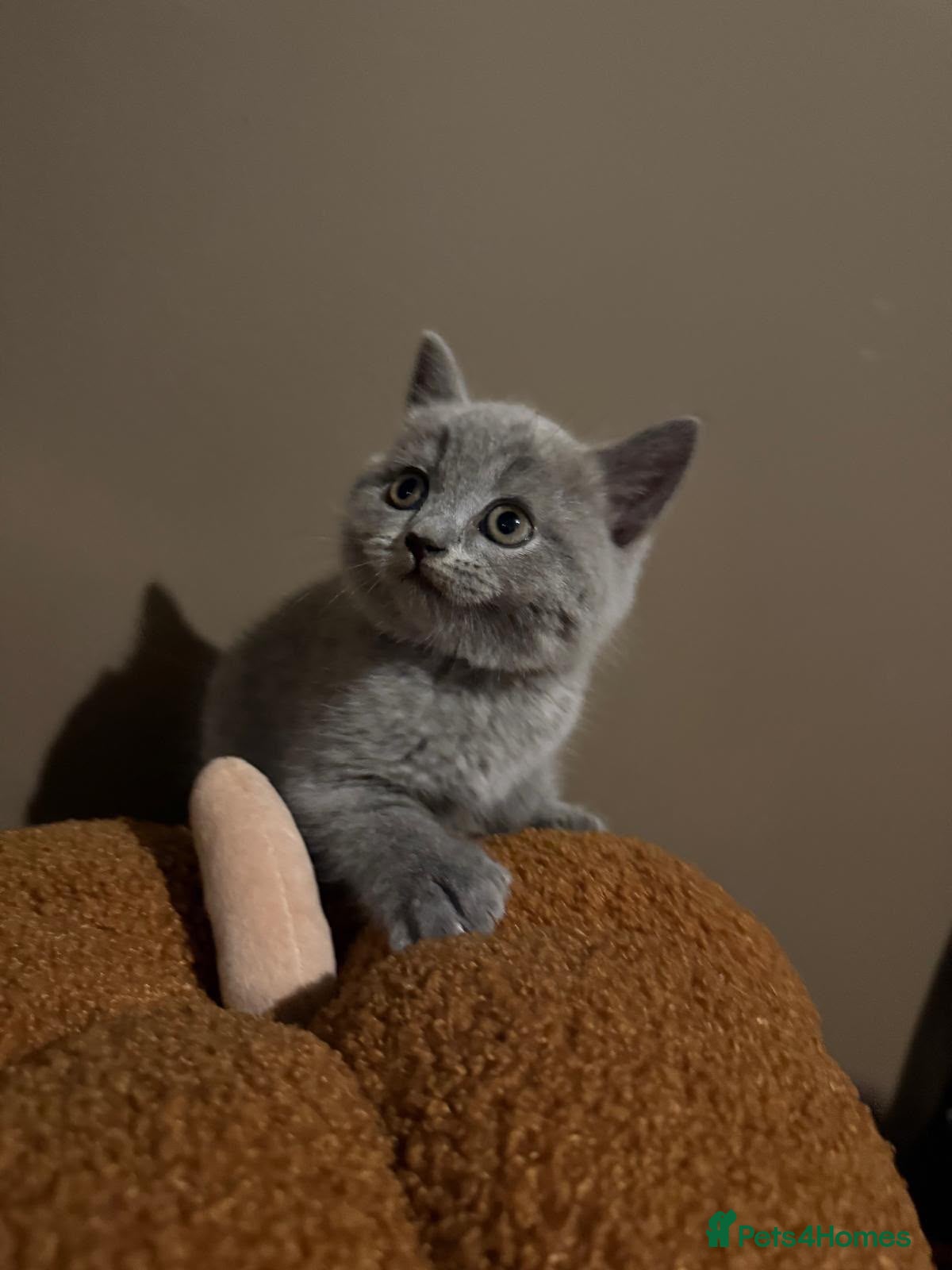 British Shorthair cats 🤍✨Exceptional GCCF Registered BSH&BLH Kittens  - Advert 2