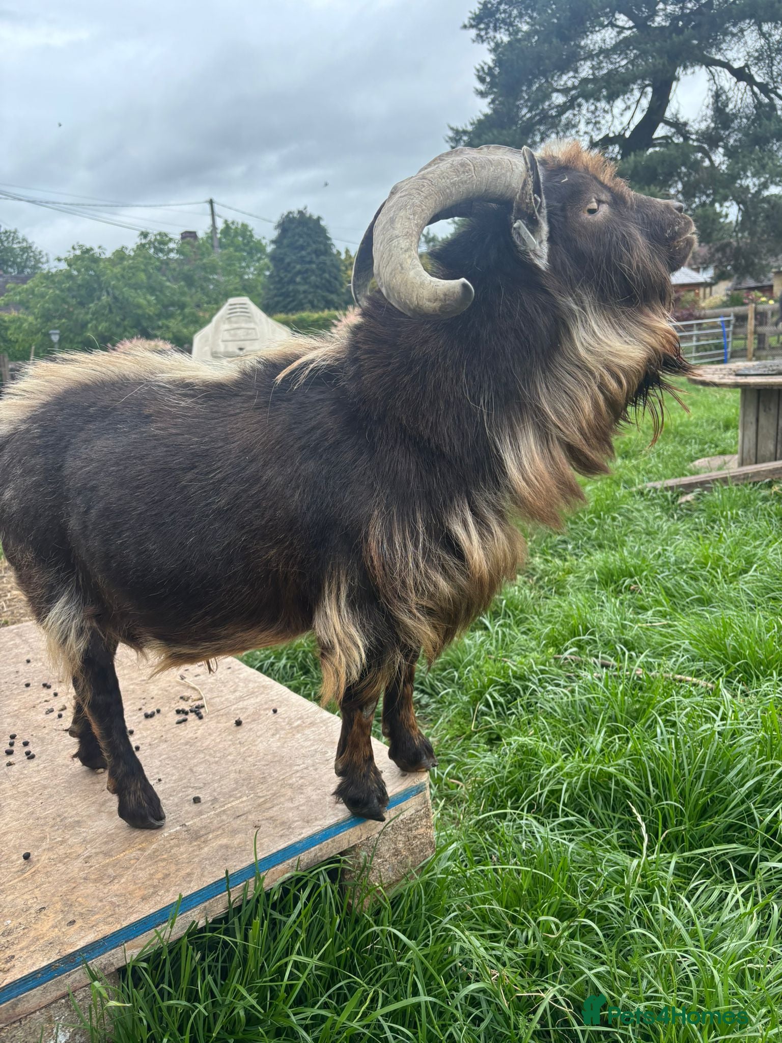 Goats livestock Pygmy goat Billy  - Advert 7