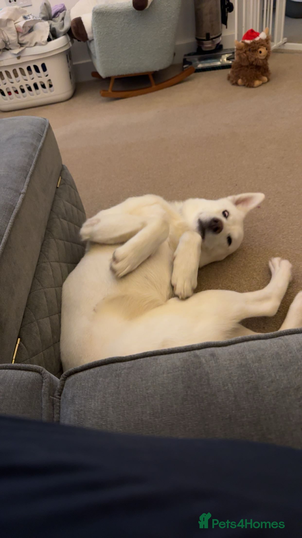 Huskita dogs Huskita for rehome  - Advert 3