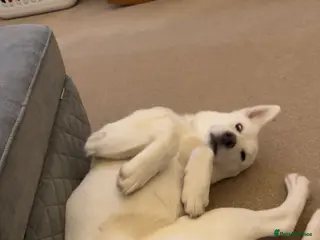 Huskita dogs Huskita for rehome - Advert 3