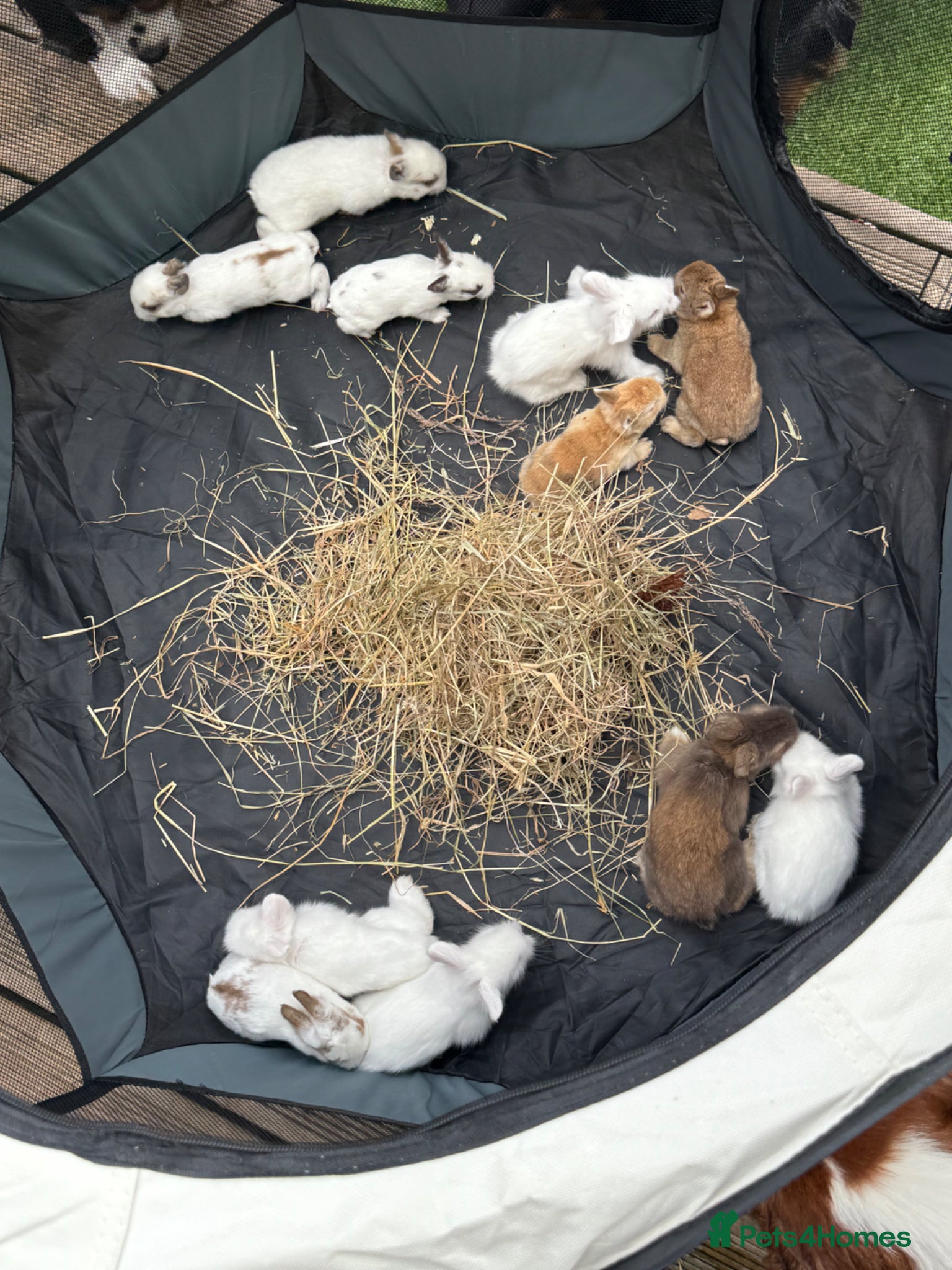 Mixed Breed rabbits Available 17th June Baby Rabbits  - Advert 20