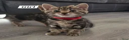 Mixed Breed cats for sale: Mixed Bread Kittens  - Advert 17