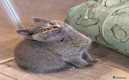 British Shorthair cats for sale: Beautiful Tica Registered Kittens  - Image 5