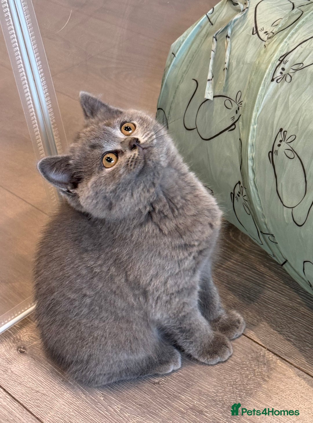 British Shorthair cats for sale: Beautiful Tica Registered Kittens  - Image 5