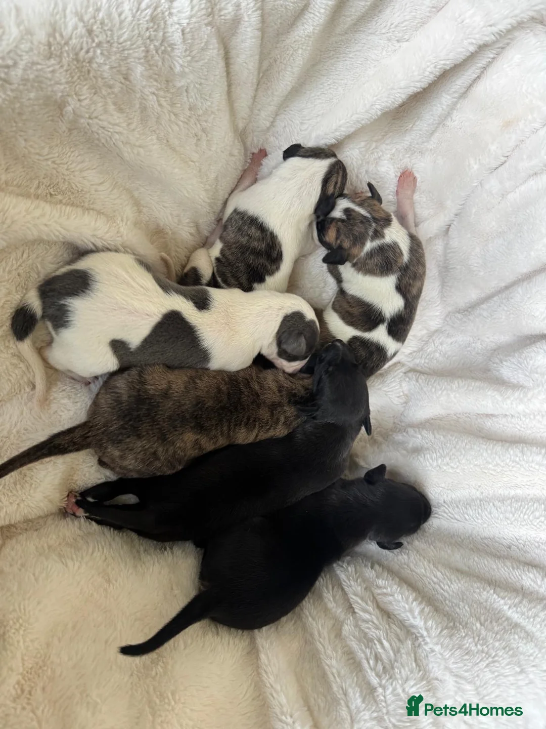 Whippet dogs for sale: 🐾 Beautiful KC Registered Whippet Puppies 🐾 in Aberdare - Advert 16