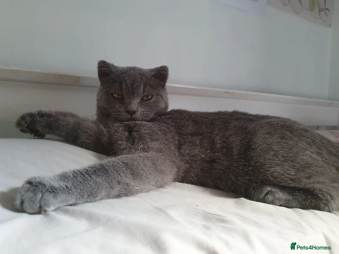 British Shorthair cats for sale: Beautiful male British blue  - Advert 3
