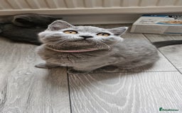 British Shorthair cats for sale: British Blue Shorthair - Image 16