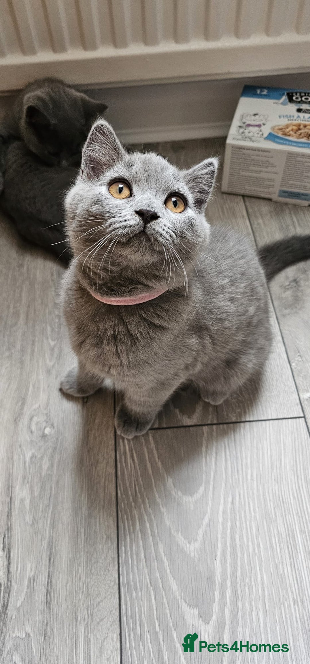 British Shorthair cats for sale: British Blue Shorthair - Image 16