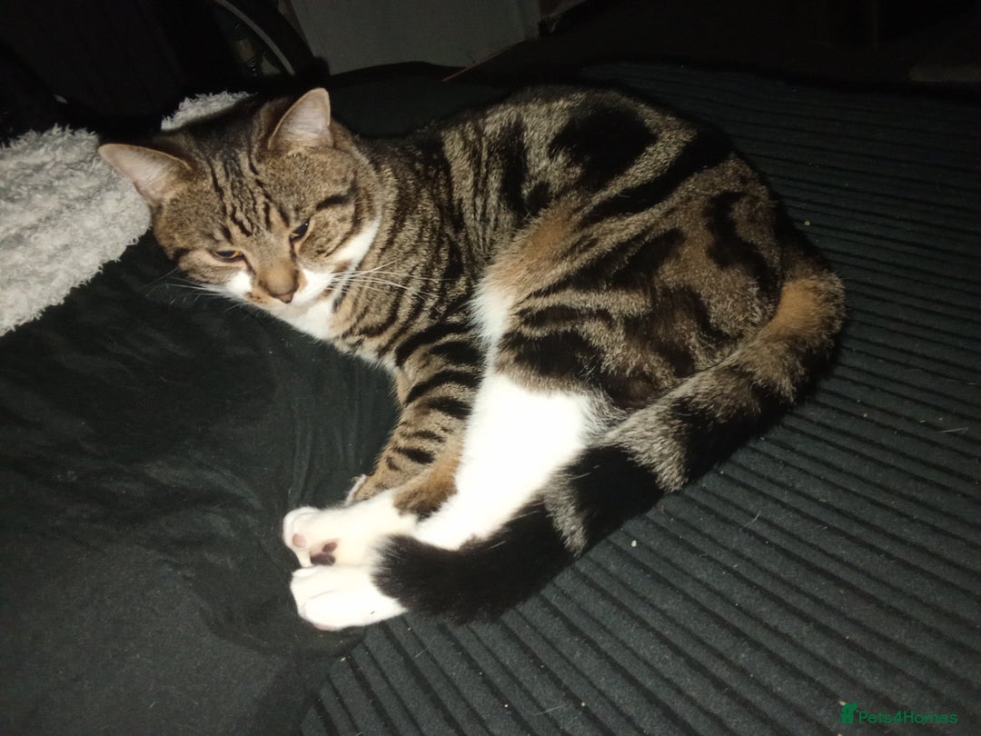 Bengal cats for sale: Loving Bengal cat looking for a new home  - Image 3