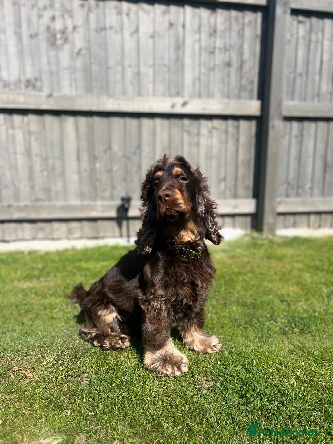 Cocker Spaniel dogs for stud: ⭐️ Incredible show cocker spaniel⭐️ - Advert 6